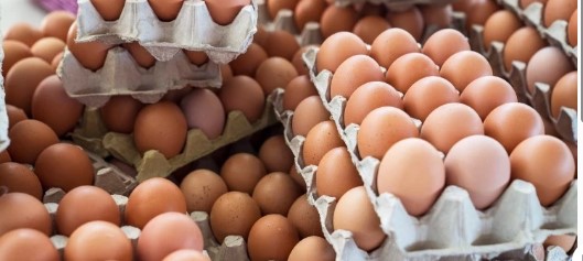 YUMURTA ÜRETİMİNDE SON 3 YILIN REKORU - 1